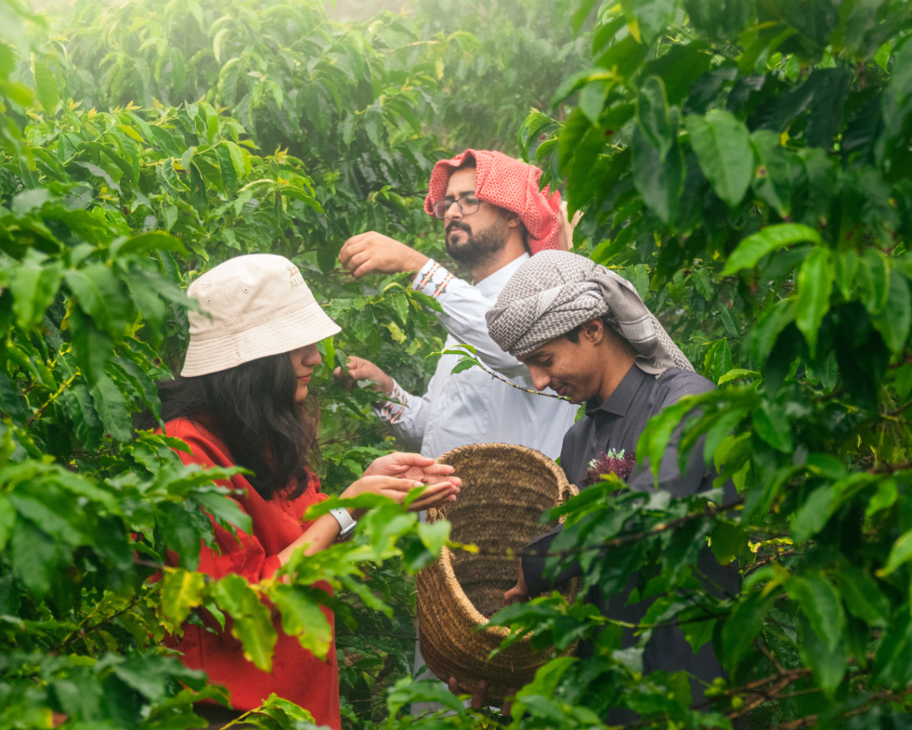 From Arabica to Arabian – Farm Experience