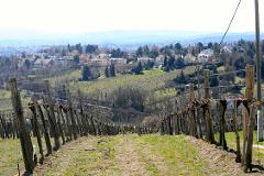 Vienna to Budapest Wine & Sightseeing Tour
