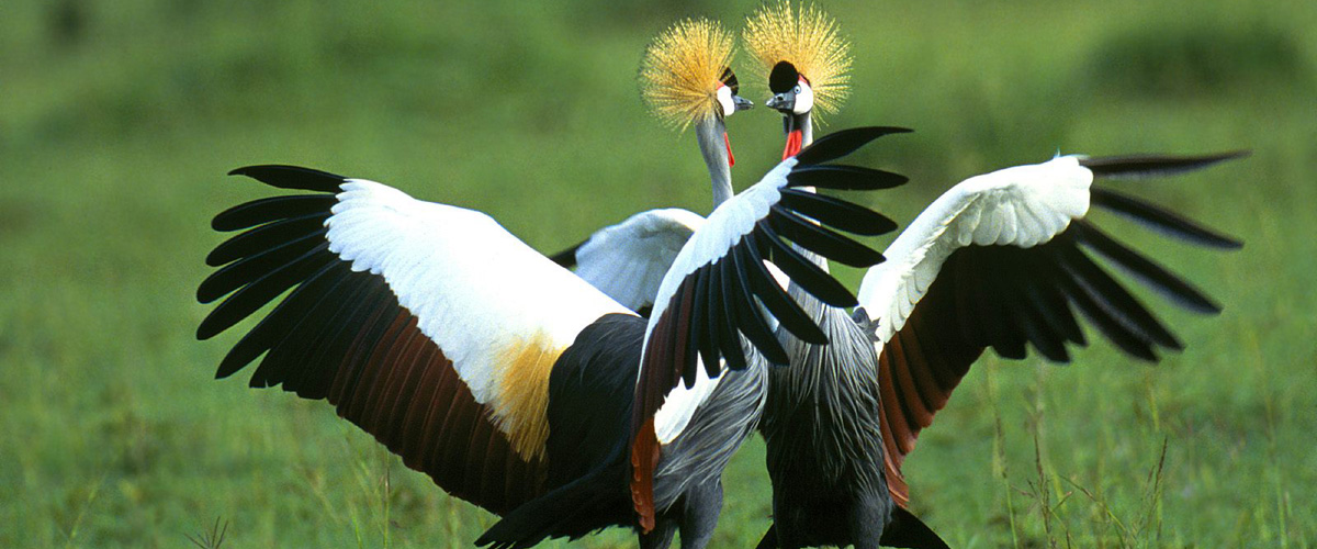 15 Days Discover Uganda