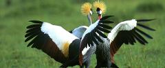15 Days Discover Uganda