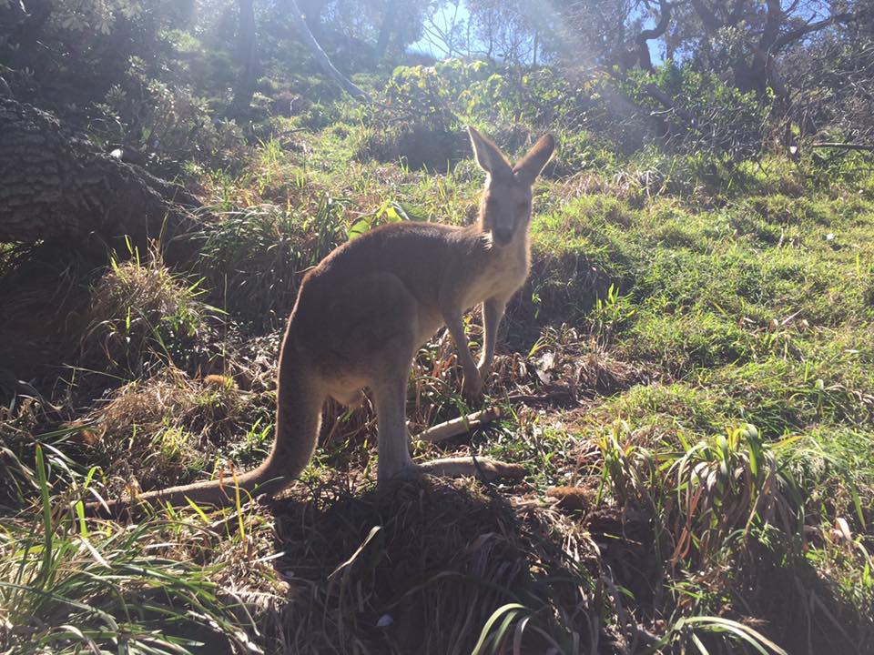 Day Tour - North Stradbroke Island - GOLD COAST DEPARTURE