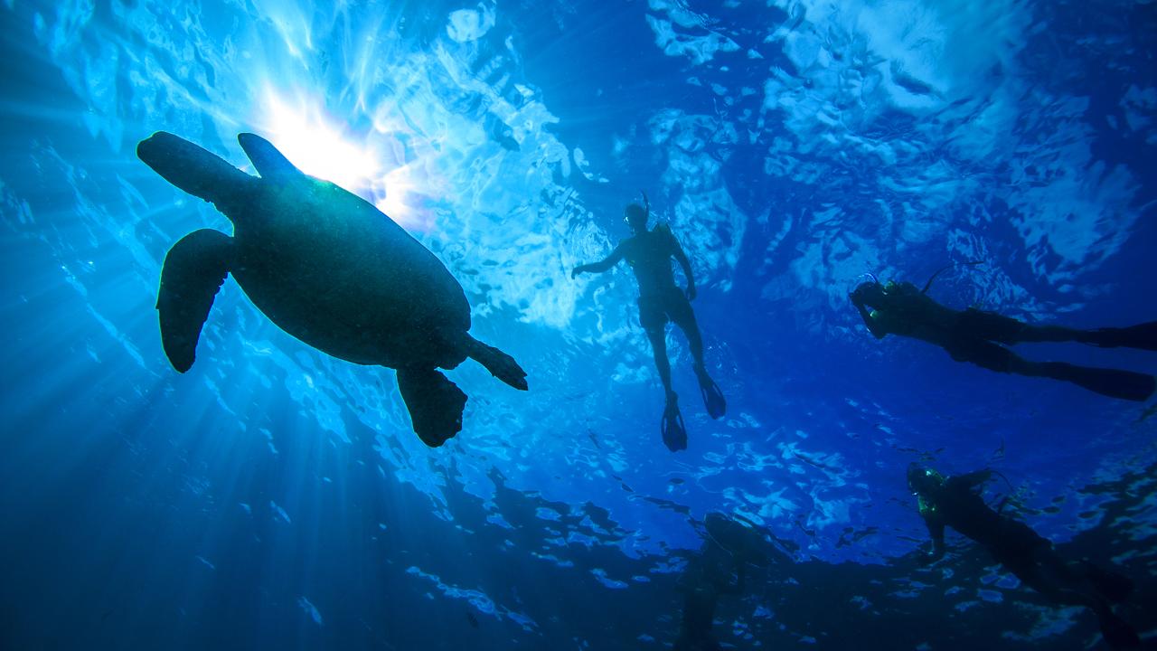 Turtle Canyons Snorkel Excursion