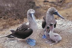 First Class Collection  Machu Picchu & Finch Bay Galapagos Hotel Vacation - 10 Days 