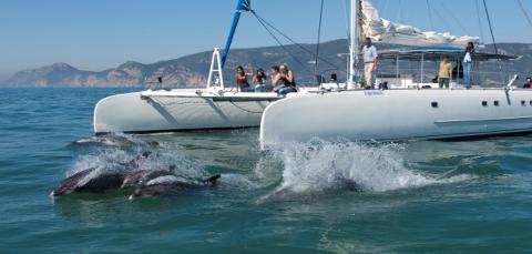 Full-day Dolphin's watch in Setúbal | PT