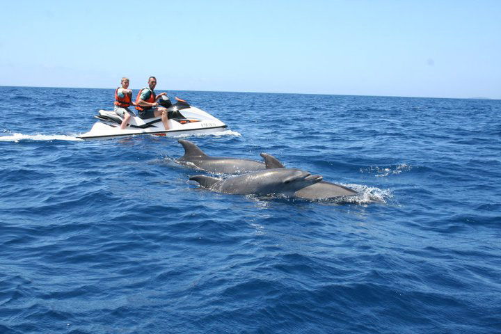 2 Hour Dolphin Safari Adventure