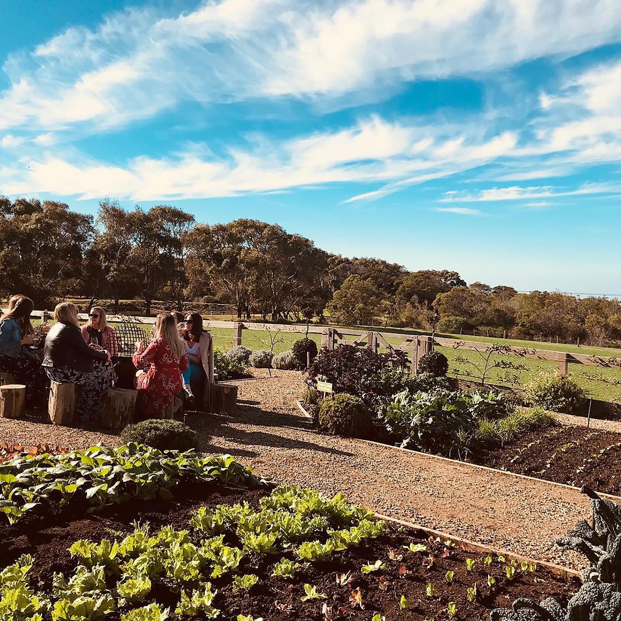 Explore Geelong's Wine Region