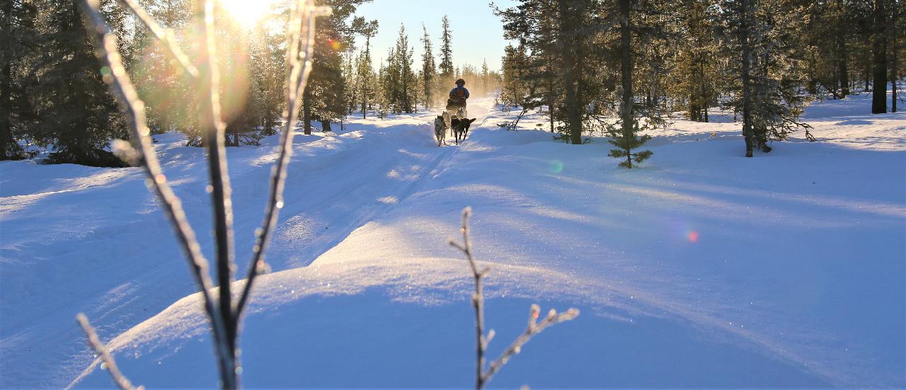Dogsledding: Mushers story - Ride with the guide
