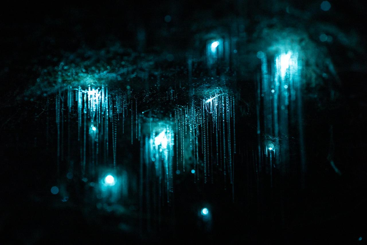 Glow Worm Kayak Tour (Private Night)