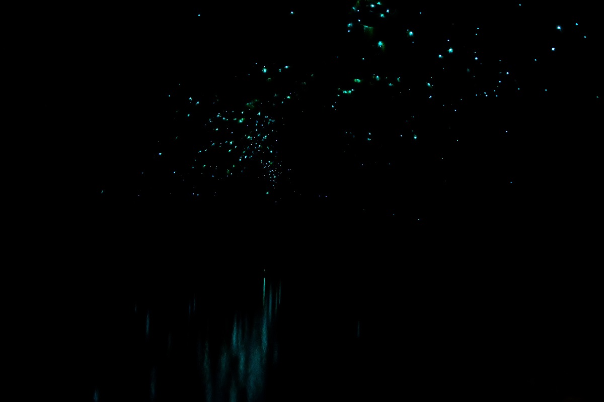 Twilight Kayak Glow Worm Tour