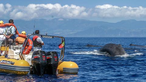 Whale Watching & Islet Boat Tour