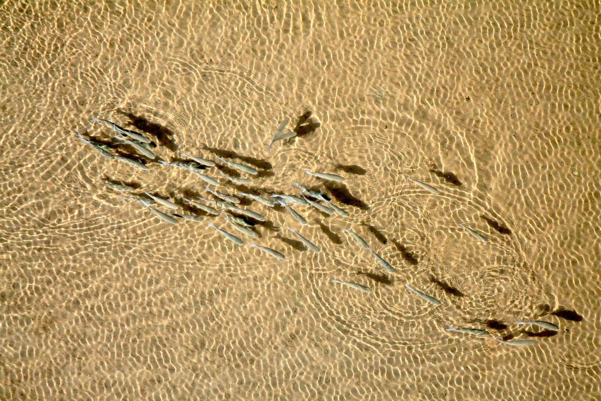 90 min NorCape Explorer