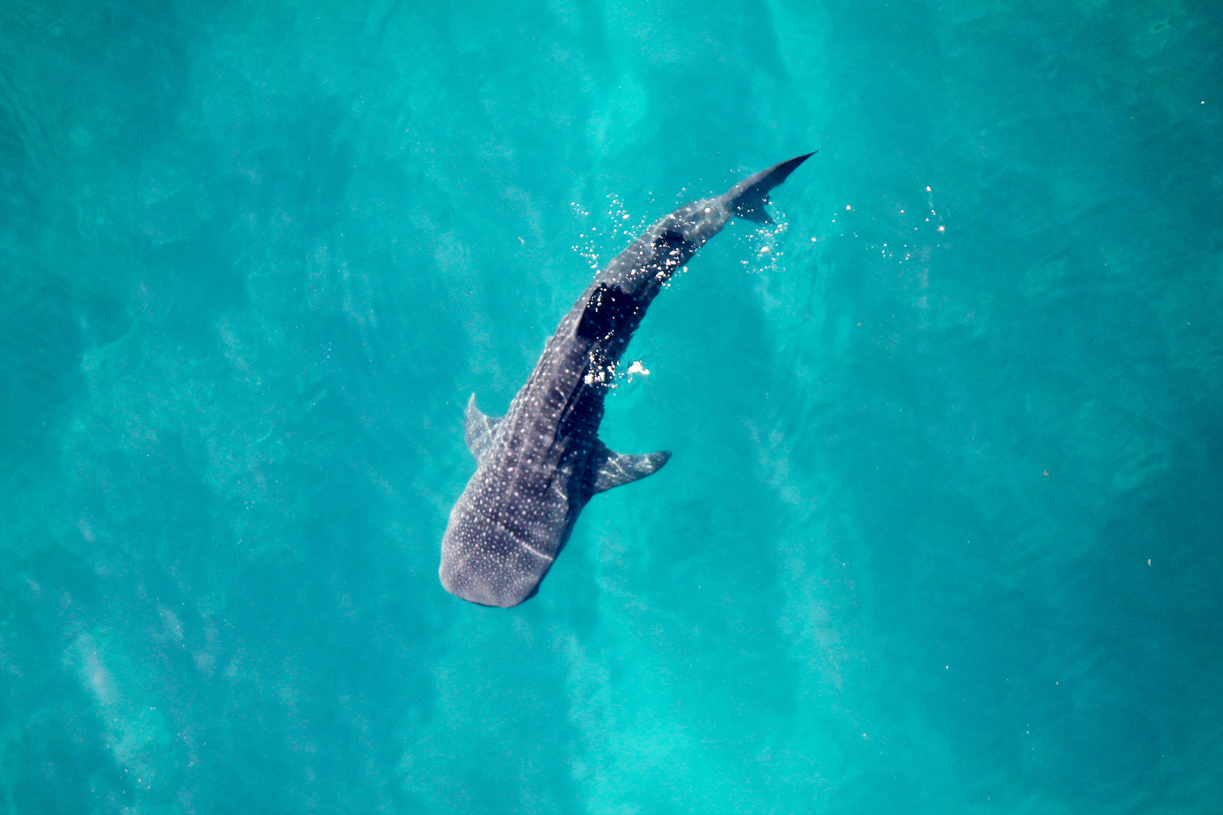 90 min NorCape Explorer