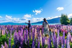 Mackenzie Lupins & Landscapes Safari | Full Day 