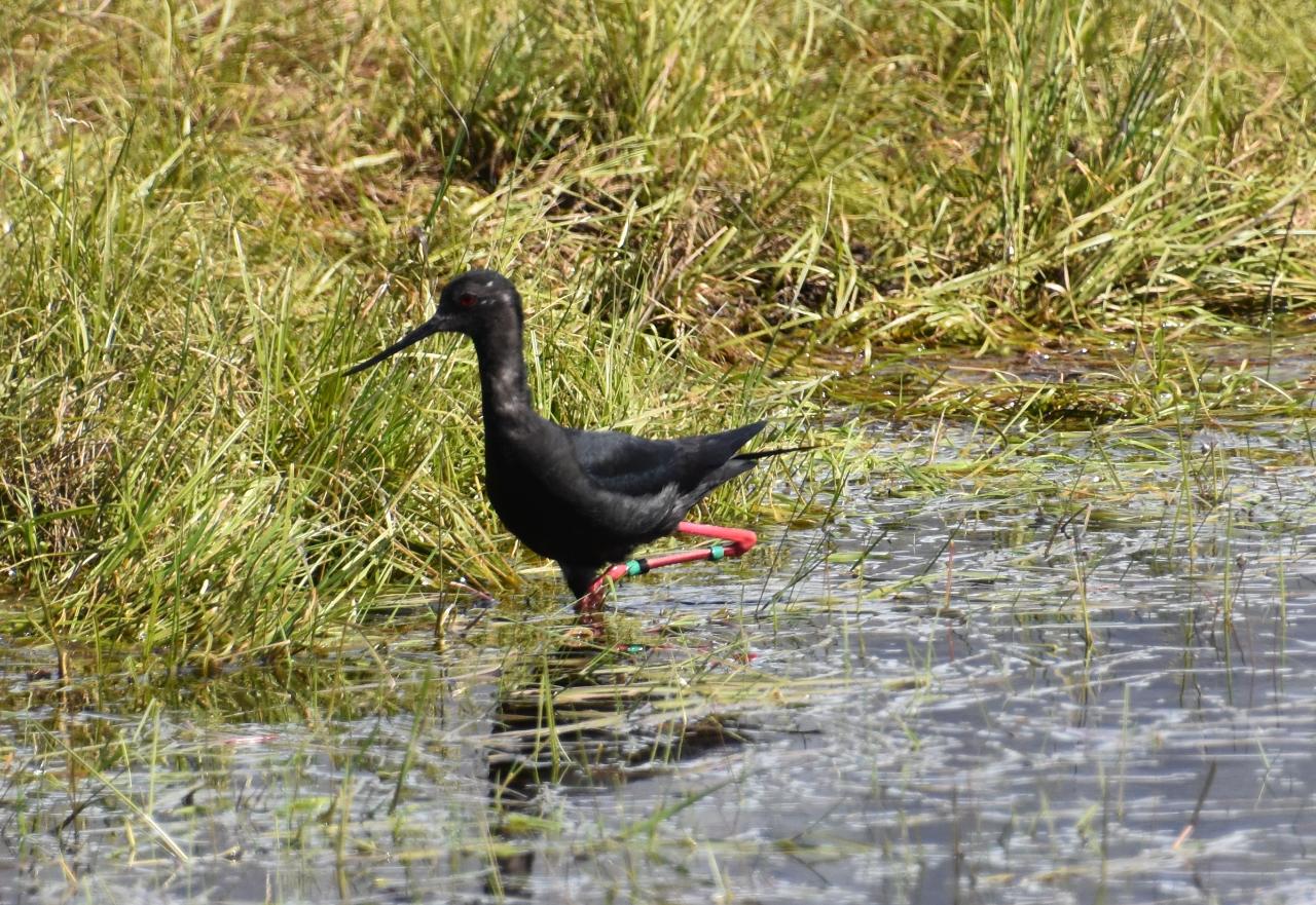Black Stilt (Kaki) Birding Tour 