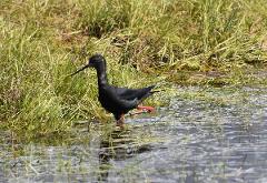 Black Stilt (Kaki) Birding Tour 
