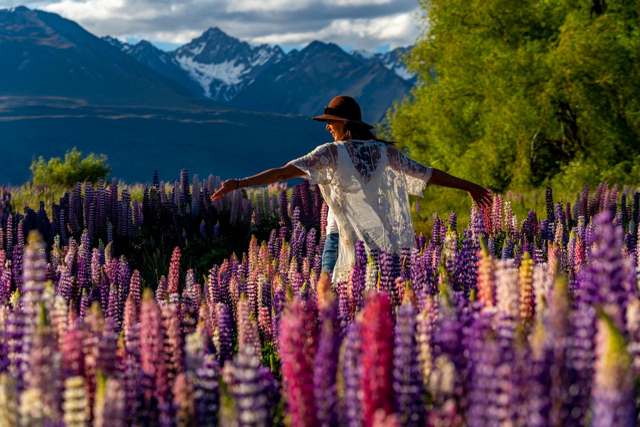 Lupins Flowers Tour Lake Tekapo & Mackenzie Country