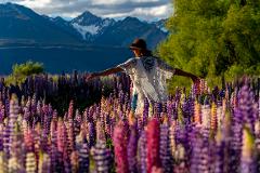 Lupins Flowers Tour Lake Tekapo & Mackenzie Country