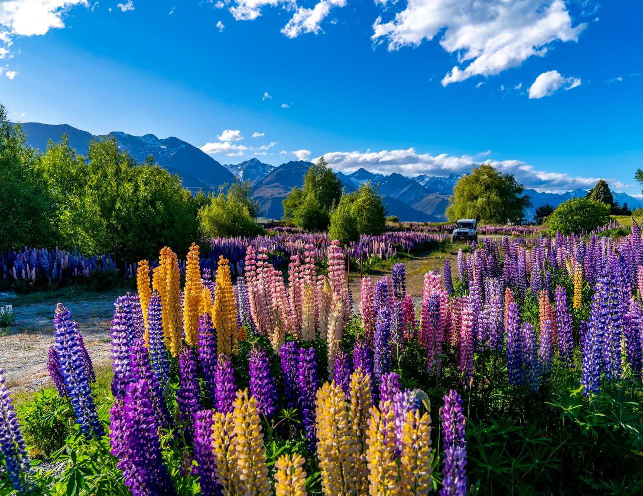 Lake Tekapo