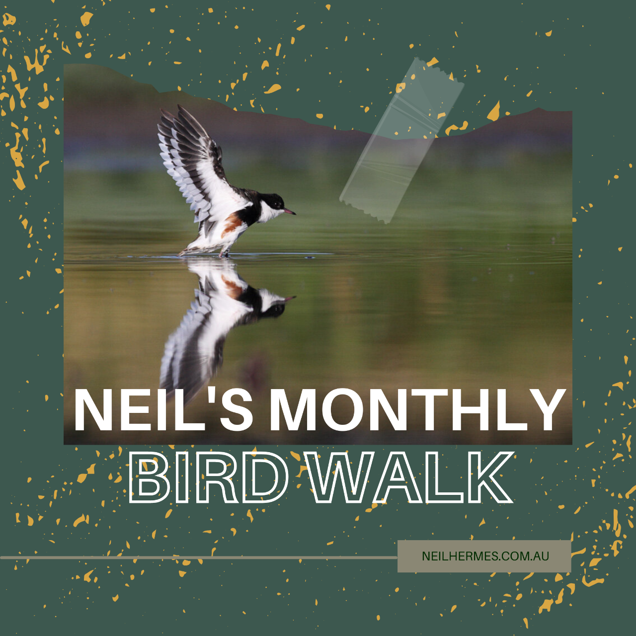 Beginners Bird Watching Walk - Canberra - with Neil Hermes