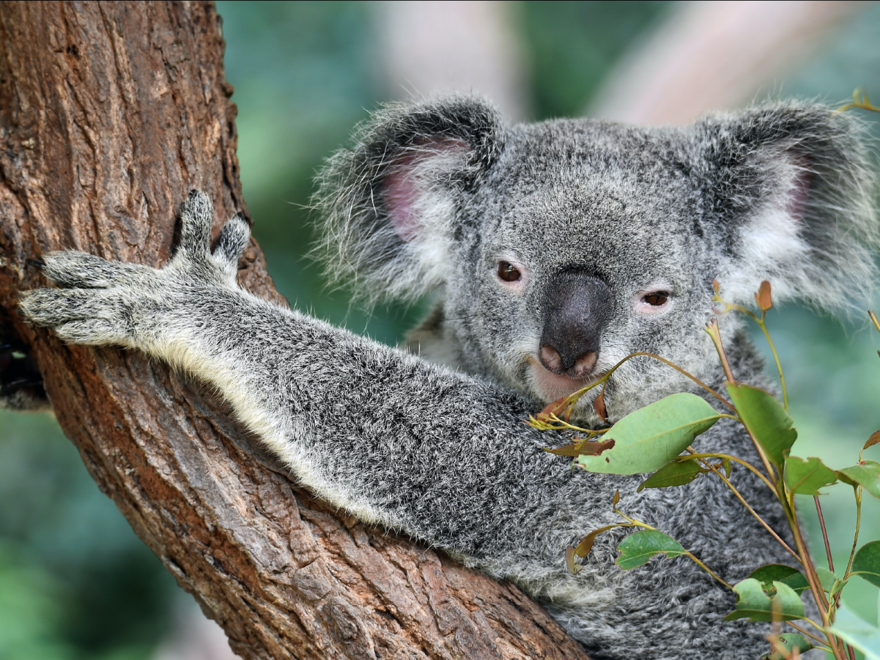 Best of Wildlife and Birds Tour - Canberra - Canberra Guided Tours ...