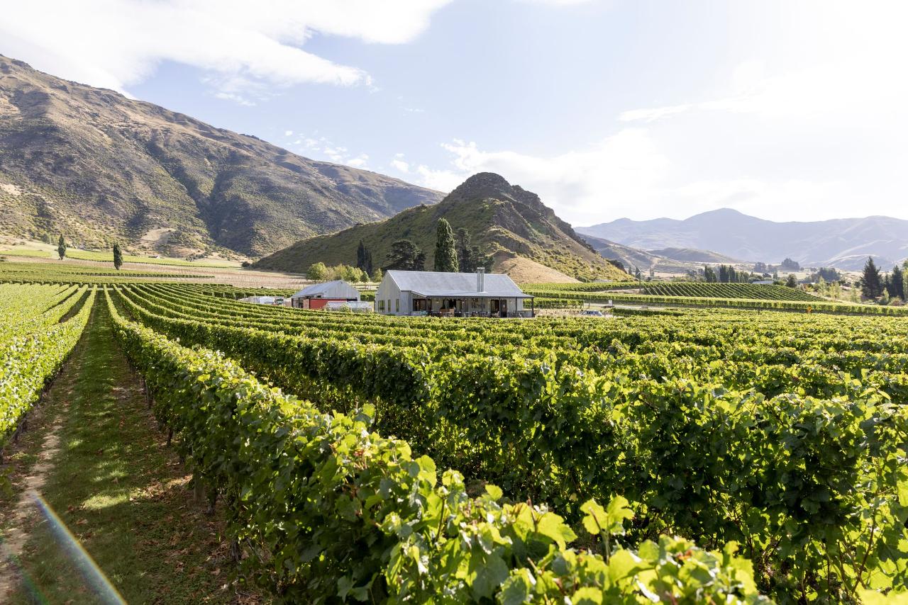 Altitude Tours: Queenstown Wine Sampler — Central Otago - Photo 7