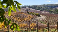 Reserve Cellar Door Tasting