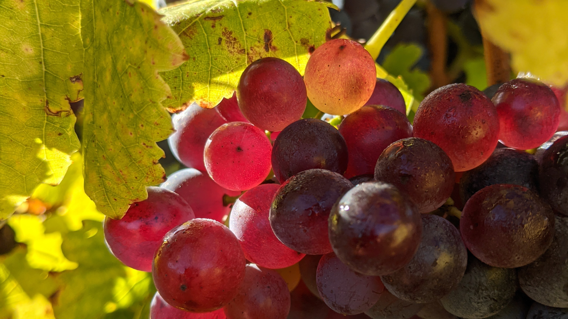 "Back of the Ute" Vineyard Wine Tasting