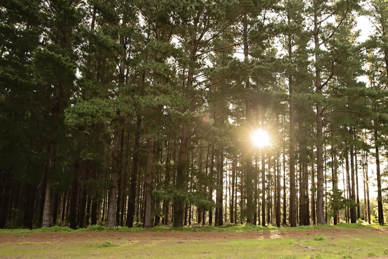 April 27 | Pasta in the Pines | a Vineyard Long Table Lunch