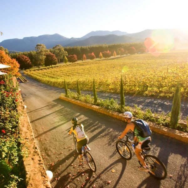 PEDAL & PICNIC IN THE VINES
