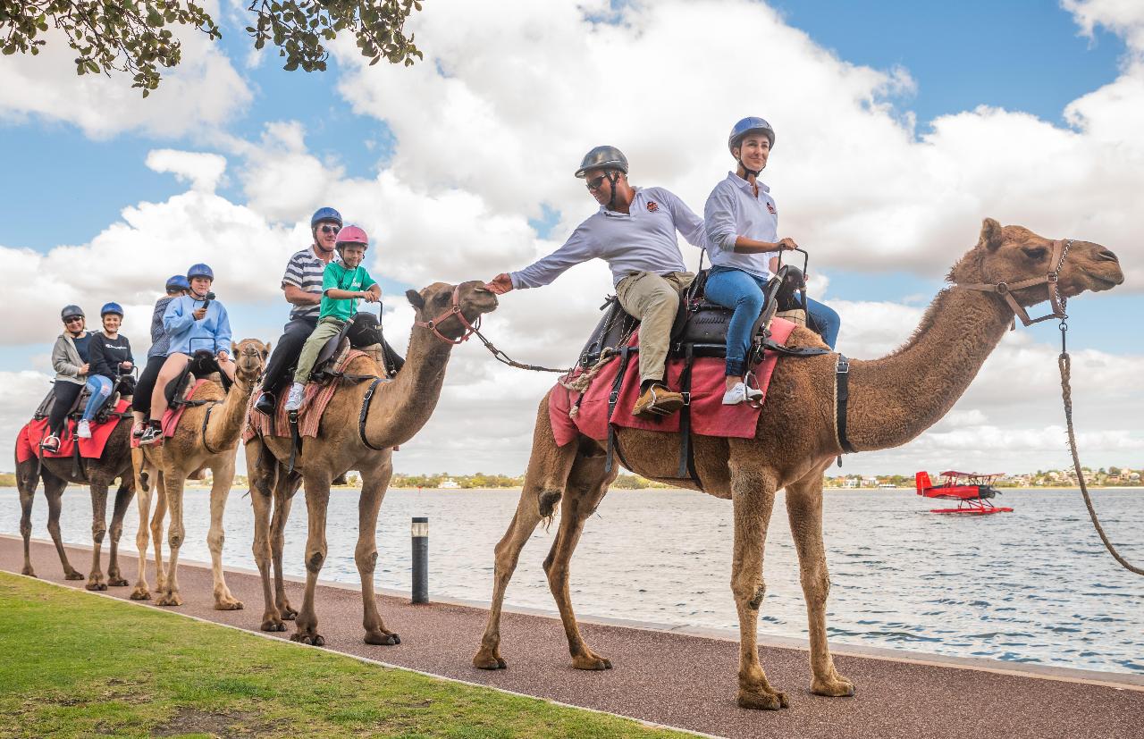 Gift voucher - Riverside & Elizabeth Quay Camel Riding Tour - Adult