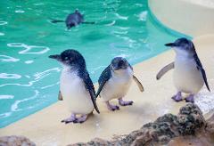 Penguin Island & Mandurah Day Tour