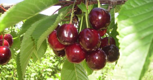 Ballinaclash Pick Your Own 2022 Ballinaclash Fruit and Wine