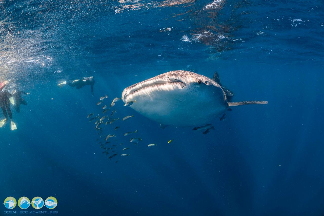 Whale Shark Discovery 2025 Ocean Eco Adventures Reservations