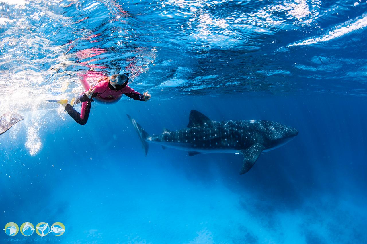 Whale Shark Discovery 2025 Ocean Eco Adventures Reservations