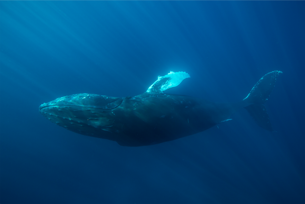 Humpback Whale Swim