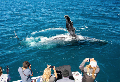 Sunset Whale Watching 2025 - EXCLUSIVE CHARTER