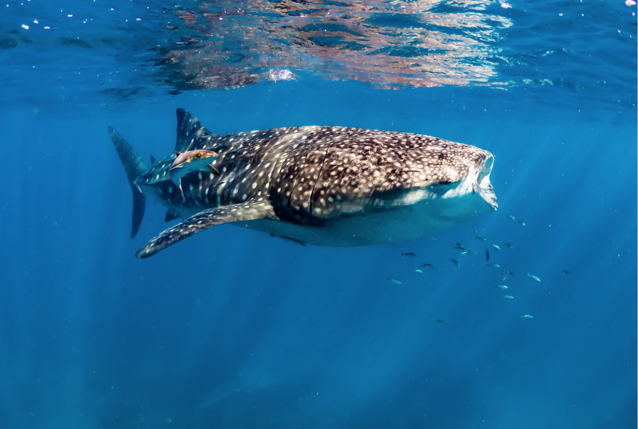 Whale Shark Discovery 2027