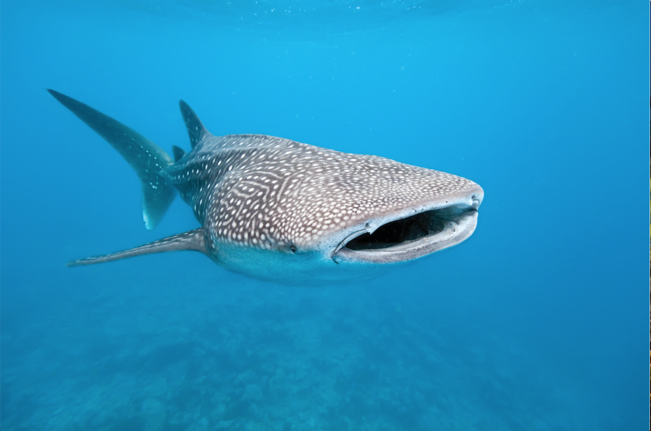 Whale Shark Discovery 2024