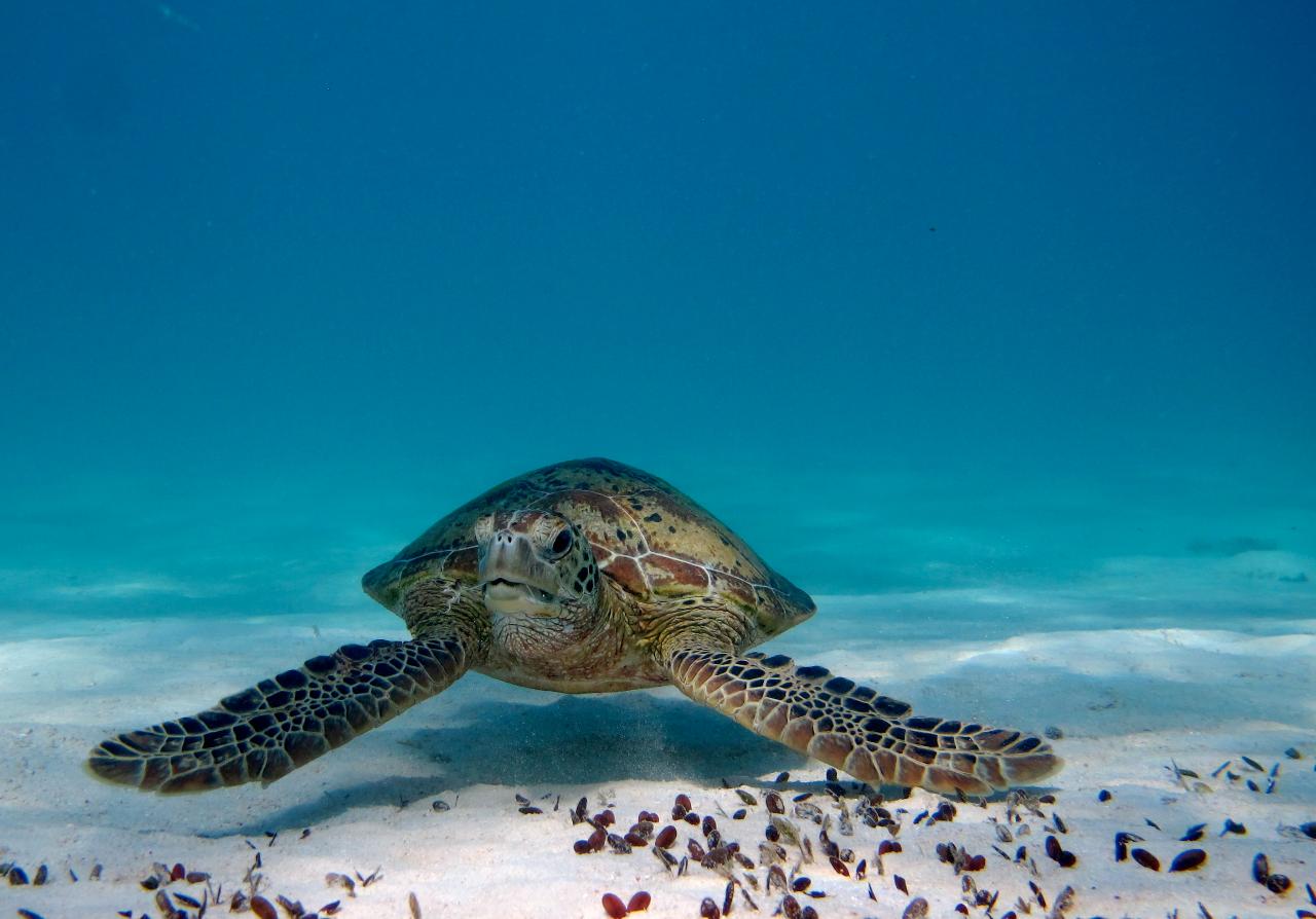 Turtle & Reef Adventure 