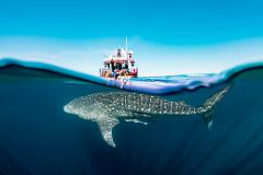 Whale Shark Discovery 2025