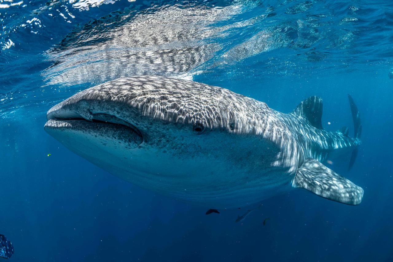Whale Shark Discovery 2025 Ocean Eco Adventures Reservations