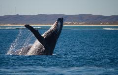 Sunset Whale Watching - with Complimentary bus pickup