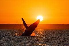 Sunset Whale Watching - Meet at Marina for departure