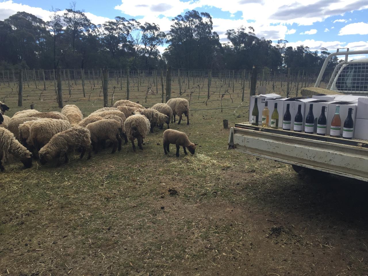 Vineyard tour, tasting and meet our wooly workers