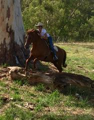 2 Hour - Advanced Horse Riding Tour - Woodlands Historic Park