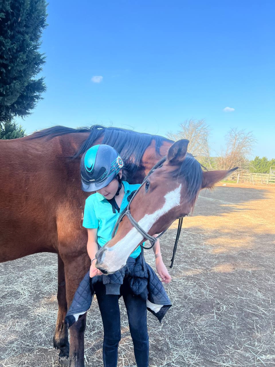 Learn to Horse - Own your own horse for a half day!