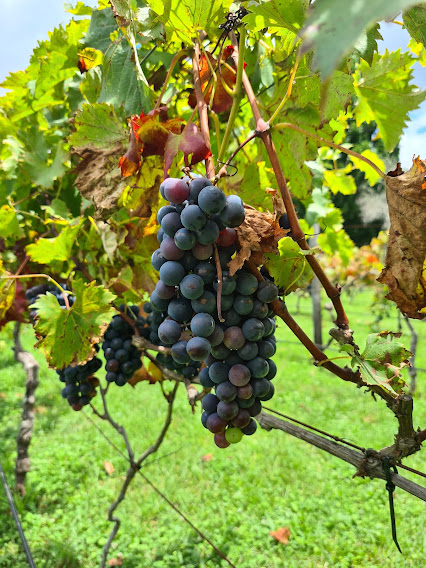 Tamborine Mountain Mini Wine Tour - Private Hire 
