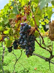 Tamborine Mountain Mini Wine Tour - Private Hire 