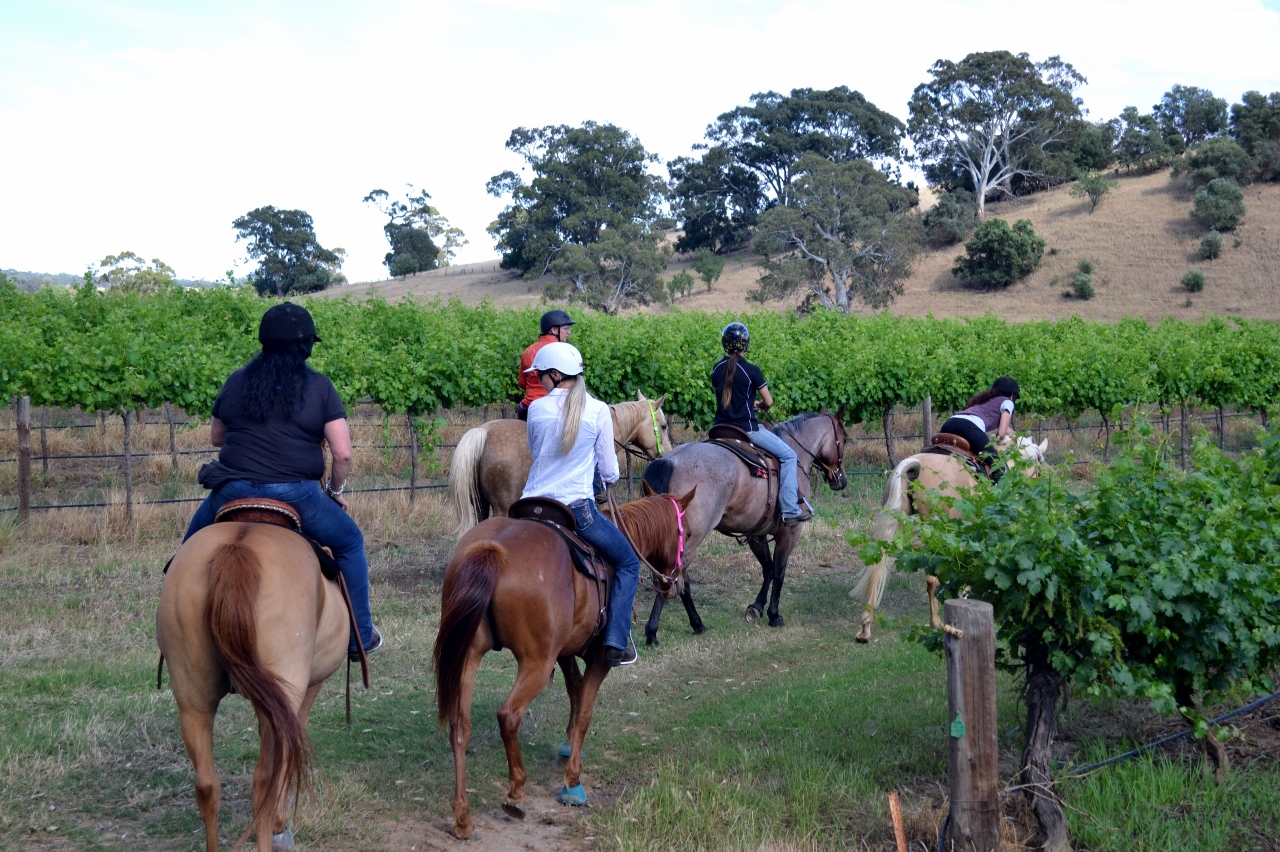 Vineyard Journey