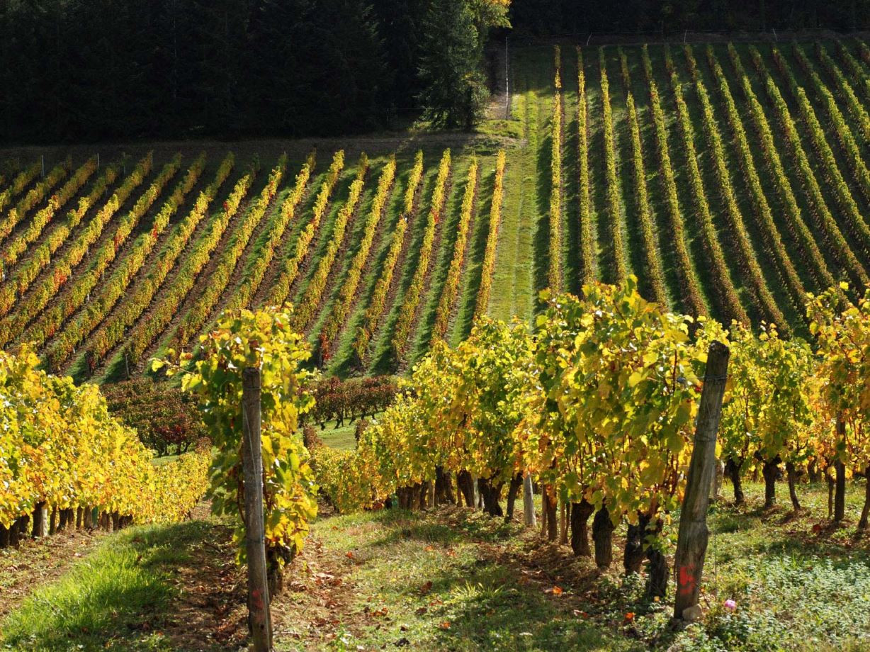 Private wine tour & tasting with Vouvray, Bourgueil and Chinon